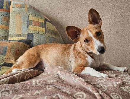 Janne sucht eine aktive Familie, für viel Spaß zusammen zu haben und anschließend Kuschelzeit