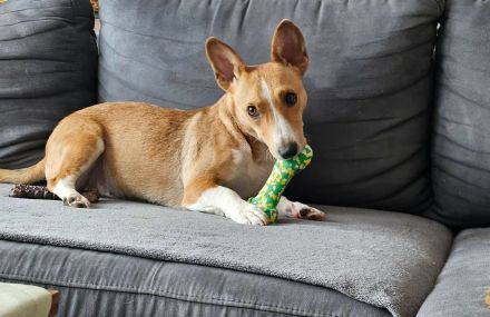 Janne sucht eine aktive Familie, für viel Spaß zusammen zu haben und anschließend Kuschelzeit
