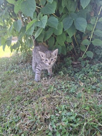 Babykatzen