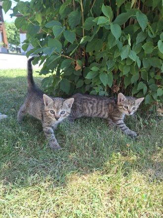 Babykatzen