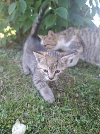 Babykatzen