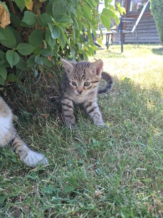Babykatzen