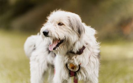 Lebensfrohe, flauschige Shy sucht Zuhause