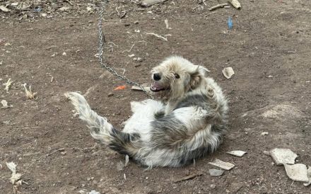 Lebensfrohe, flauschige Shy sucht Zuhause