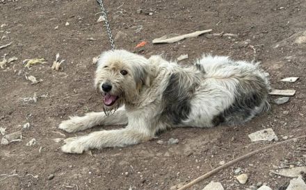 Lebensfrohe, flauschige Shy sucht Zuhause