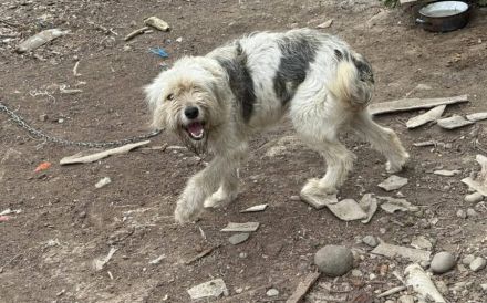 Lebensfrohe, flauschige Shy sucht Zuhause