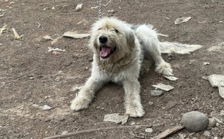 Lebensfrohe, flauschige Shy sucht Zuhause