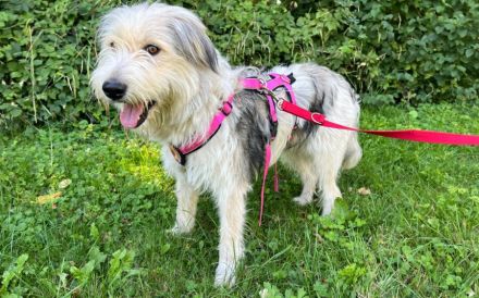Lebensfrohe, flauschige Shy sucht Zuhause