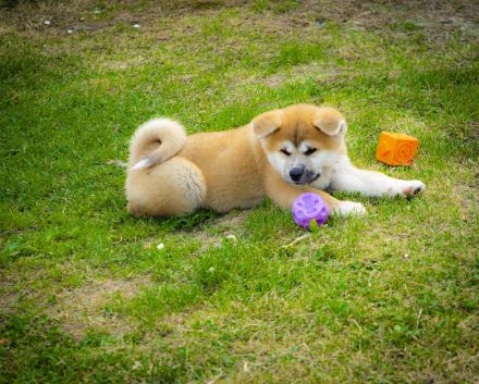 Akita-Welpen