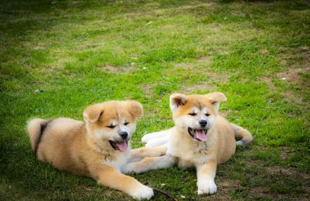 Akita-Welpen