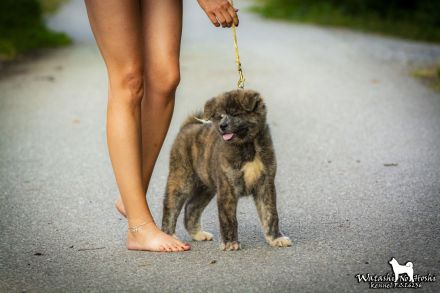 Akita-Welpen