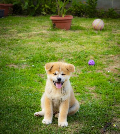 Akita-Welpen