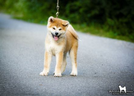 Akita-Welpen