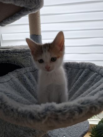 2 weibliche Kitten suchen liebevolles Zuhause