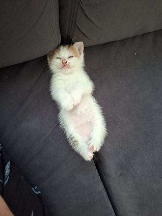 2 weibliche Kitten suchen liebevolles Zuhause
