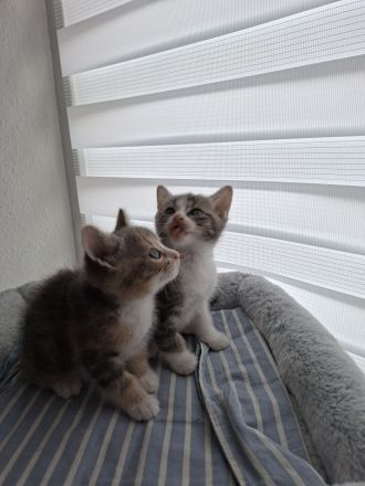2 weibliche Kitten suchen liebevolles Zuhause