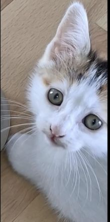 2 weibliche Kitten suchen liebevolles Zuhause