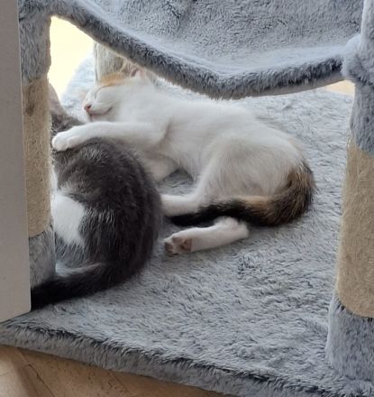 2 weibliche Kitten suchen liebevolles Zuhause