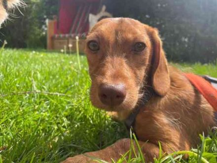 Harvati, Mischling, geb. 11/ 2025, anfangs noch schüchtern