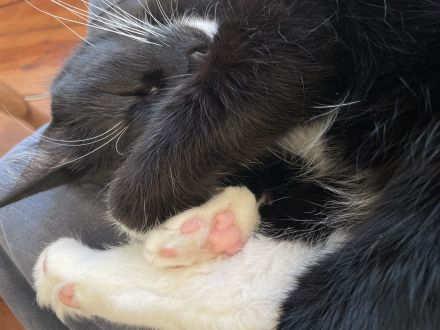 Hübsche Tuxedo Katze sucht Deckkater
