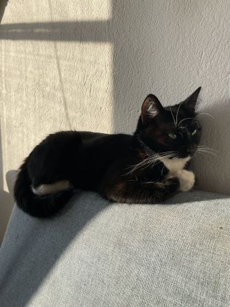 Hübsche Tuxedo Katze sucht Deckkater