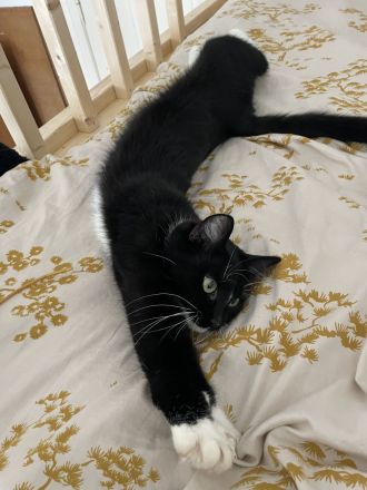Hübsche Tuxedo Katze sucht Deckkater