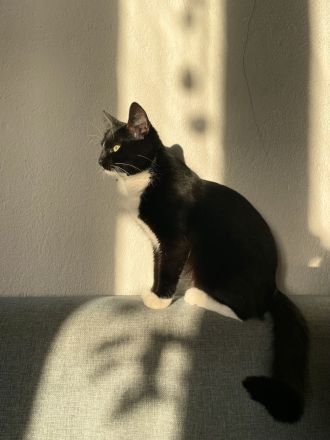 Hübsche Tuxedo Katze sucht Deckkater