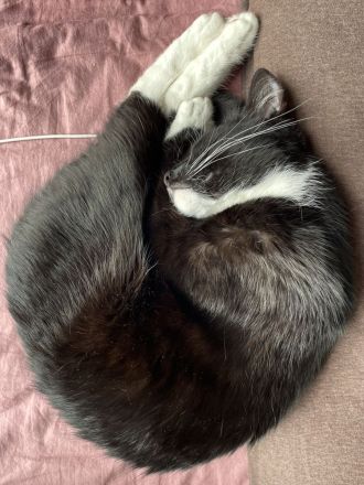 Hübsche Tuxedo Katze sucht Deckkater