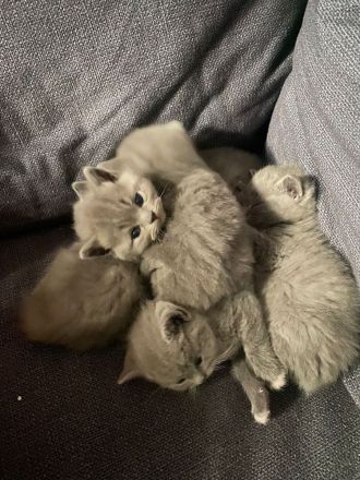 BKH Kitten suchen ein neues liebevolles Zuhause