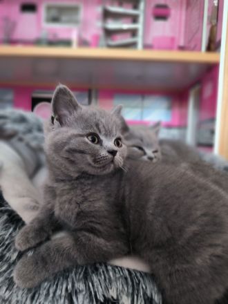 BKH Kitten suchen ein neues liebevolles Zuhause
