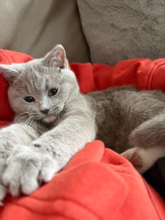 BKH Kitten suchen ein neues liebevolles Zuhause