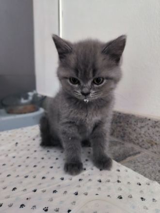 BKH Kitten suchen ein neues liebevolles Zuhause