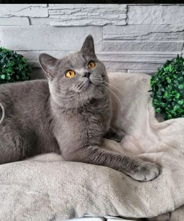 BKH Kitten suchen ein neues liebevolles Zuhause