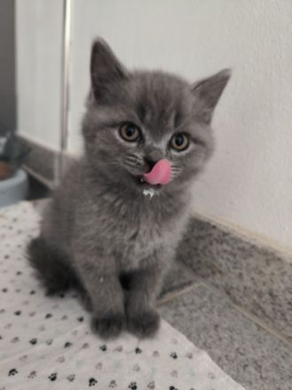 BKH Kitten suchen ein neues liebevolles Zuhause