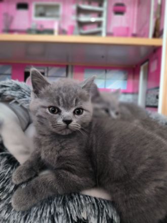 BKH Kitten suchen ein neues liebevolles Zuhause