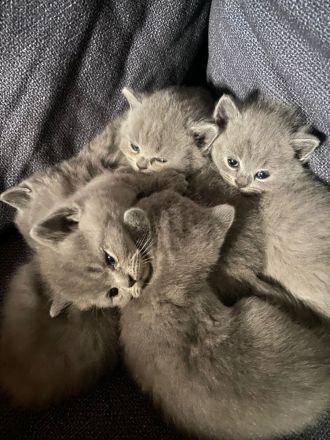 BKH Kitten suchen ein neues liebevolles Zuhause