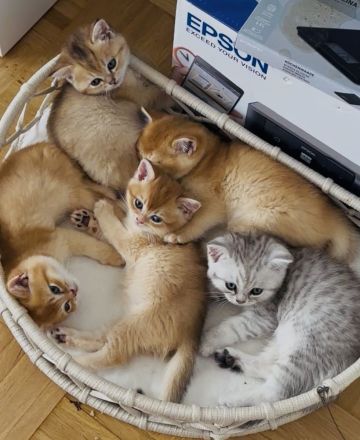 4 Britisch Kurzhaar Kitten suchen ein liebevolles Zuhause