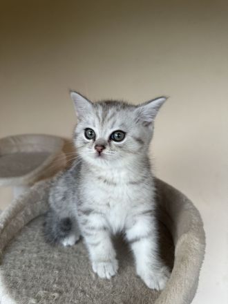 4 Britisch Kurzhaar Kitten suchen ein liebevolles Zuhause