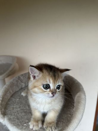 4 Britisch Kurzhaar Kitten suchen ein liebevolles Zuhause
