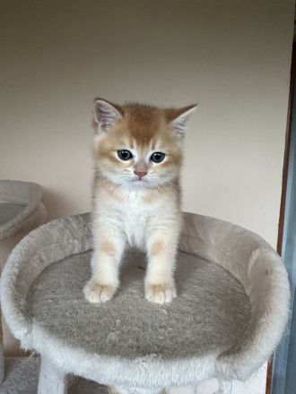 4 Britisch Kurzhaar Kitten suchen ein liebevolles Zuhause