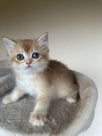 4 Britisch Kurzhaar Kitten suchen ein liebevolles Zuhause
