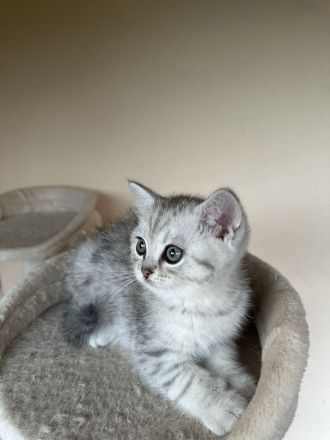 4 Britisch Kurzhaar Kitten suchen ein liebevolles Zuhause