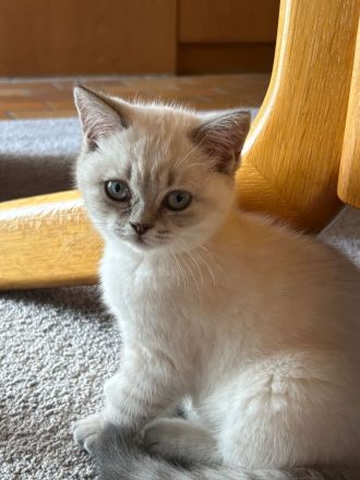 Britisch kurzhaar Baby Kätzchen kitten