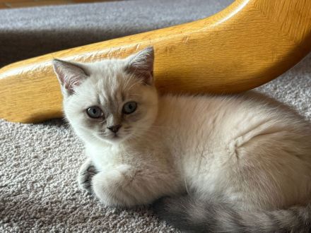 Britisch kurzhaar Baby Kätzchen kitten