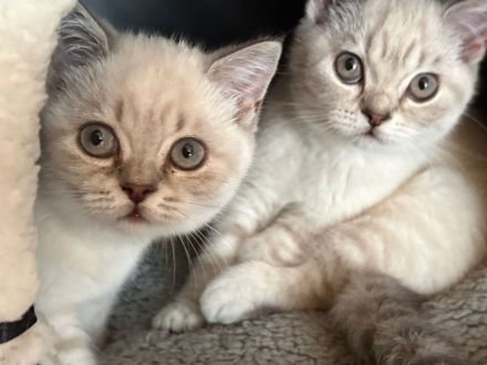 Britisch kurzhaar Baby Kätzchen kitten