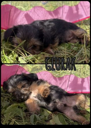 Yorkshire Terrier Welpen mischling