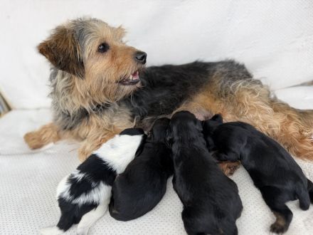 Yorkshire Terrier Welpen mischling