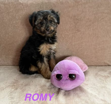 Yorkshire Terrier Welpen mischling
