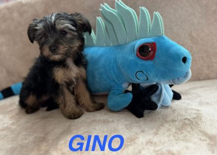 Yorkshire Terrier Welpen mischling