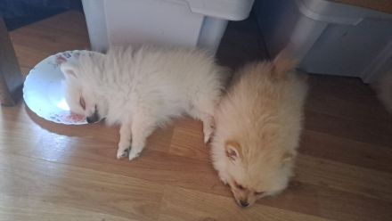 Zuckersüße Zwergspitz / Pomeranian Welpen in Creme (2 Rüden & 1 Hündin)